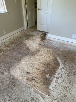 engineering wood floors install - The process of carpet removal and glue-down engineered flooring installation involves several key steps:
1. Carpet Removal:
a. Clearing the room: Remove all furniture and items from the room to provide clear access to the carpeted area.
b. Carpet removal: Carefully cut and remove the existing carpet and padding, ensuring thorough removal of all staples, tacks, and debris.
c. Surface preparation: Inspect the subfloor for any damage or debris, and address any necessary repairs or cleaning to ensure a smooth and even surface for the new flooring installation.
2. Glue-Down Engineered Flooring Installation:
a. Acclimation: Allow the engineered flooring to acclimate to the room's temperature and humidity for the recommended time period, as specified by the manufacturer.
b. Subfloor preparation: Ensure the subfloor is clean, dry, and level. Address any imperfections and apply a suitable moisture barrier, if required.
c. Layout planning: Plan the layout of the engineered flooring, considering the room's dimensions, transitions, and any design preferences.
d. Glue application: Apply the appropriate adhesive to the subfloor using the recommended trowel size and technique, working in manageable sections.
e. Flooring installation: Carefully place and press the engineered flooring boards into the adhesive, ensuring proper alignment and tight seams. Use tapping blocks and rubber mallets as needed to secure the planks without causing damage.
f. Finishing touches: Trim and fit the flooring around obstacles and edges, ensuring a precise and professional finish.
g. Allowance for curing: Allow the adhesive to cure for the recommended time before allowing foot traffic or returning furniture to the room.
Throughout the process, it's essential to adhere to manufacturer guidelines, industry best practices, and safety measures to ensure a successful and long-lasting installation. engineering wood floors install - The process of carpet removal and glue-down engineered flooring installation involves several key steps:
1. Carpet Removal:
a. Clearing the room: Remove all furniture and items from the room to provide clear access to the carpeted area.
b. Carpet removal: Carefully cut and remove the existing carpet and padding, ensuring thorough removal of all staples, tacks, and debris.
c. Surface preparation: Inspect the subfloor for any damage or debris, and address any necessary repairs or cleaning to ensure a smooth and even surface for the new flooring installation.
2. Glue-Down Engineered Flooring Installation:
a. Acclimation: Allow the engineered flooring to acclimate to the room's temperature and humidity for the recommended time period, as specified by the manufacturer.
b. Subfloor preparation: Ensure the subfloor is clean, dry, and level. Address any imperfections and apply a suitable moisture barrier, if required.
c. Layout planning: Plan the layout of the engineered flooring, considering the room's dimensions, transitions, and any design preferences.
d. Glue application: Apply the appropriate adhesive to the subfloor using the recommended trowel size and technique, working in manageable sections.
e. Flooring installation: Carefully place and press the engineered flooring boards into the adhesive, ensuring proper alignment and tight seams. Use tapping blocks and rubber mallets as needed to secure the planks without causing damage.
f. Finishing touches: Trim and fit the flooring around obstacles and edges, ensuring a precise and professional finish.
g. Allowance for curing: Allow the adhesive to cure for the recommended time before allowing foot traffic or returning furniture to the room.
Throughout the process, it's essential to adhere to manufacturer guidelines, industry best practices, and safety measures to ensure a successful and long-lasting installation.