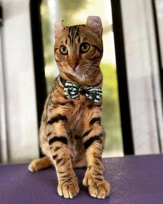 Cat grooming - We giving mobile grooming services only for cat Cat grooming - We giving mobile grooming services only for cat