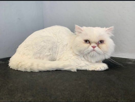 Cat (bath and/or Groom) *Winchester Location Only* - **Only Available in our Winchester Location***
At Lush Spaw, we make grooming a calm, cozy experience your cat will actually enjoy. We value a safe, stress-free, and comfortable environment — backed by 12 years of professional grooming experience by our cat groomer. Visit our website lushspaw.com for more information. More photos and videos in our instagram page.
A material fee of $4 is added to every Groom and Bath service. This fee helps cover the cost of high-quality supplies and materials used during your pet’s visit. It is not a service fee or gratuity. Cat (bath and/or Groom) *Winchester Location Only* - **Only Available in our Winchester Location***
At Lush Spaw, we make grooming a calm, cozy experience your cat will actually enjoy. We value a safe, stress-free, and comfortable environment — backed by 12 years of professional grooming experience by our cat groomer. Visit our website lushspaw.com for more information. More photos and videos in our instagram page.
A material fee of $4 is added to every Groom and Bath service. This fee helps cover the cost of high-quality supplies and materials used during your pet’s visit. It is not a service fee or gratuity.