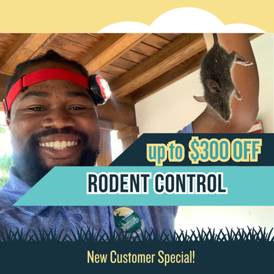 Rodent Control In Miami - The most common indicator that you need rodent control in your home or business is hearing noises in the attic at night. Scratching and scuffling sounds are often a sign of a rodent infestation.
Once rodents get inside a structure, they can destroy your home's insulation, electrical wiring, plumbing, and other structural components. They also spread as many as thirty-five different diseases to humans.
Make sure your home is safe and protected today with removal and exclusion services. We are currently offering up to $200 off your first service! Rodent Control In Miami - The most common indicator that you need rodent control in your home or business is hearing noises in the attic at night. Scratching and scuffling sounds are often a sign of a rodent infestation.
Once rodents get inside a structure, they can destroy your home's insulation, electrical wiring, plumbing, and other structural components. They also spread as many as thirty-five different diseases to humans.
Make sure your home is safe and protected today with removal and exclusion services. We are currently offering up to $200 off your first service!