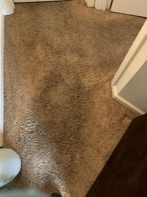 Carpet cleaning in Windsor, CA! 7/26/2021 - This is a very visible dark stain that the client asked me about that we were able to completely remove. Call now for your free estimate! Carpet cleaning in Windsor, CA! 7/26/2021 - This is a very visible dark stain that the client asked me about that we were able to completely remove. Call now for your free estimate!