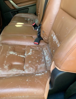 Mildew removal - This customers Vehicle sat the whole pandemic and ended up growing mildew. We first disinfected the area to kill the spores then steamed the seats to assure the mildew is dead. After which we thoroughly leather cleaned and conditioned the seats. Let us know what you think Mildew removal - This customers Vehicle sat the whole pandemic and ended up growing mildew. We first disinfected the area to kill the spores then steamed the seats to assure the mildew is dead. After which we thoroughly leather cleaned and conditioned the seats. Let us know what you think