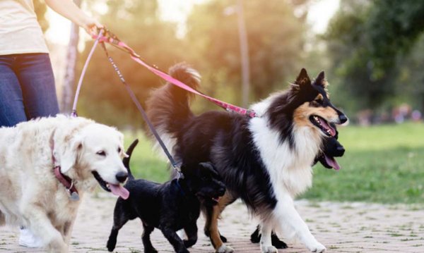 friendly dog walking - I can take out dog out for a morning walk and can successfully befriend  other dogs as well walking with me