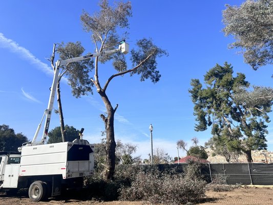 Eucalyptus Removals Bucket Work - Public Works Project
Removing 9 Eucalyptus
