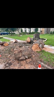 12 feet long by 3-4 feet thick tree log removal plus stump grinder - Removed logs and grinned stump below ground level