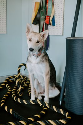 Pet Friendly - My private gym is dog friendly. I adopted my rescue dog in November of 2021 and we love when clients bring their dogs too. We have also been fostering dogs this summer and they spend a lot of time with me in the gym too.