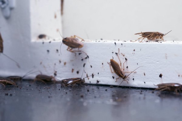 Cockroaches / Palmetto Bugs Extermination - With an estimated 3,500 species worldwide, Cockroaches are very common insect pests which species come in assorted sizes, usually brownish or black in color. Disease-producing organisms and bacteria have been found on cockroaches, and they are definitely a threat to human health and well-being, primarily through the spoilage of food and the vectoring of gastroenteritis, but also due to the causation of asthma in humans who live amongst high roach populations.

Cockroaches are remarkably resilient to efforts to exterminate them, and have earned a place in the pest professionals’ Hall of Fame for “Hard-to-Treat Insect Pests!” One of the reasons why is because they can develop pesticide resistance. Another reason is their ability to hide in difficult-to-access harborages, as well as their ability to reproduce quickly.