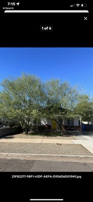 Trimming some Palo verde trees in Phoenix AZ - Trimming 2 front yard Palo verdes in Phoenix AZ Trimming some Palo verde trees in Phoenix AZ - Trimming 2 front yard Palo verdes in Phoenix AZ
