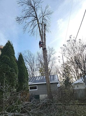 Tree Trimming Services - Is your landscape looking overgrown or in need of a little TLC? Trust WBC Tree Services to deliver professional, health-focused tree trimming that brings out the best in every tree on your property. With our years of experience and eye for detail, we provide precision trimming and crown work designed to enhance growth, maintain structural integrity, and keep your trees thriving—all year round.
Our comprehensive tree trimming services include thoughtful crown reduction and shaping to promote sunlight and airflow, while also providing essential clearance from buildings, driveways, and power lines. Concerned about the right time to trim or how much to cut? We offer expert seasonal guidance based on your trees’ type and health, ensuring maintenance is perfectly timed for optimal results.
Why choose WBC Tree Services for your tree trimming needs?
✅ Health-first crown work that prioritizes tree vitality and longevity
✅ Precision clearance and shaping for aesthetics, safety, and property protection
✅ Personalized seasonal recommendations from experienced professionals
✅ Responsive, courteous service with a meticulous cleanup every visit
Keep your yard safe, beautiful, and flourishing—let the experts handle the rest.
Call or text WBC Tree Services at (920) 427-2596 to schedule your tree trimming or request a free assessment today! Tree Trimming Services - Is your landscape looking overgrown or in need of a little TLC? Trust WBC Tree Services to deliver professional, health-focused tree trimming that brings out the best in every tree on your property. With our years of experience and eye for detail, we provide precision trimming and crown work designed to enhance growth, maintain structural integrity, and keep your trees thriving—all year round.
Our comprehensive tree trimming services include thoughtful crown reduction and shaping to promote sunlight and airflow, while also providing essential clearance from buildings, driveways, and power lines. Concerned about the right time to trim or how much to cut? We offer expert seasonal guidance based on your trees’ type and health, ensuring maintenance is perfectly timed for optimal results.
Why choose WBC Tree Services for your tree trimming needs?
✅ Health-first crown work that prioritizes tree vitality and longevity
✅ Precision clearance and shaping for aesthetics, safety, and property protection
✅ Personalized seasonal recommendations from experienced professionals
✅ Responsive, courteous service with a meticulous cleanup every visit
Keep your yard safe, beautiful, and flourishing—let the experts handle the rest.
Call or text WBC Tree Services at (920) 427-2596 to schedule your tree trimming or request a free assessment today!