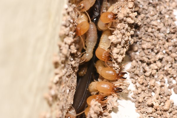 Termites - Don't Settle for a Sales Pitch, Call a Quality Inspector Today! - Termites can destroy your most valuable investment -- your home!! The best prevention is a good inspection.
Central heating in homes and our moderate Bay Area climate allow termites to feed nonstop. There are 40-55 species of termites in the U.S. but only three types in the Bay Area that we have to worry about.
SUBTERRANEAN TERMITES
Subterranean termites cause the vast majority of termite damage in California. This is because their underground colonies can number up to several hundred thousand termites. This species must stay in close contact with the soil and its moisture to prevent their bodies from drying out.
Subterranean termites have a caste system with a king, queen, soldiers, workers, nymphs and alates. The worker termites travel from the colony up into your home, feed on the wood, then return to the nest and pass nutrients to the remaining termites in the colony through their liquid excrement.
These termites can be detected by the shelter tubes they build to protect themselves from the elements or predators. More often, a home owner will discover a subterranean termite infestation during swarming season (usually spring or fall) when hundreds of winged alates leave the nest to start new colonies. These termite swarmers are attracted to light and often congregate at a window or multiple windows in your home.
DRYWOOD TERMITES
Unlike subterranean termites, drywood termites don’t need a constant moisture source to flourish. These termites swarm (generally in the spring time) and can fly into any crack or crevice in your home to start their colony. A drywood termite infestation can survive in the attic, sub-area, roof sheathing, rafter tails, and also in windows, windows trim, internal framing, etc.
Omega Termite and Pest Control generally uses a product called Termidor Termiticide which we have found to be very effective in treating a localized drywood termite infestation. Orange Oil, which is a reduced risk insecticide, is less toxic than Termidor, but not nearly as effective at eliminating a drywood termite infestation. Termidor is odorless and injected directly into a drywood termite gallery.
It is extremely difficult to determine the full extent of a drywood termite infestation since drywood termites can live in the internal framing and may not be fully detectable. An inspector may find termites that are visible, but may not be able to determine the full extent of the infestation.
A fumigation of the entire home with Vikane gas is often warranted if the infestation extends into inaccessible spaces. The fumigant penetrates deep into all of the wood members of the house and is 100% effective at eliminating termites -- not only the visible infestation but any hidden drywood termites as well. This process is highly regulated by the State of California and poses little to no risk to the homeowner. Omega Termite and Pest Control has never had a health related complaint as a result of any fumigation we have performed.
DAMPWOOD TERMITES
Dampwood termites are the largest species of termite found in California and their colonies can contain up to 4000 termites. Dampwood termites require contact with wood that has a very high moisture content in order to survive.
Any treatment to control a dampwood termite infestation is generally not needed. Replacement of the damaged wood members and control of the excessive moisture condition will eliminate a dampwood termite infestation from your home. Termites - Don't Settle for a Sales Pitch, Call a Quality Inspector Today! - Termites can destroy your most valuable investment -- your home!! The best prevention is a good inspection.
Central heating in homes and our moderate Bay Area climate allow termites to feed nonstop. There are 40-55 species of termites in the U.S. but only three types in the Bay Area that we have to worry about.
SUBTERRANEAN TERMITES
Subterranean termites cause the vast majority of termite damage in California. This is because their underground colonies can number up to several hundred thousand termites. This species must stay in close contact with the soil and its moisture to prevent their bodies from drying out.
Subterranean termites have a caste system with a king, queen, soldiers, workers, nymphs and alates. The worker termites travel from the colony up into your home, feed on the wood, then return to the nest and pass nutrients to the remaining termites in the colony through their liquid excrement.
These termites can be detected by the shelter tubes they build to protect themselves from the elements or predators. More often, a home owner will discover a subterranean termite infestation during swarming season (usually spring or fall) when hundreds of winged alates leave the nest to start new colonies. These termite swarmers are attracted to light and often congregate at a window or multiple windows in your home.
DRYWOOD TERMITES
Unlike subterranean termites, drywood termites don’t need a constant moisture source to flourish. These termites swarm (generally in the spring time) and can fly into any crack or crevice in your home to start their colony. A drywood termite infestation can survive in the attic, sub-area, roof sheathing, rafter tails, and also in windows, windows trim, internal framing, etc.
Omega Termite and Pest Control generally uses a product called Termidor Termiticide which we have found to be very effective in treating a localized drywood termite infestation. Orange Oil, which is a reduced risk insecticide, is less toxic than Termidor, but not nearly as effective at eliminating a drywood termite infestation. Termidor is odorless and injected directly into a drywood termite gallery.
It is extremely difficult to determine the full extent of a drywood termite infestation since drywood termites can live in the internal framing and may not be fully detectable. An inspector may find termites that are visible, but may not be able to determine the full extent of the infestation.
A fumigation of the entire home with Vikane gas is often warranted if the infestation extends into inaccessible spaces. The fumigant penetrates deep into all of the wood members of the house and is 100% effective at eliminating termites -- not only the visible infestation but any hidden drywood termites as well. This process is highly regulated by the State of California and poses little to no risk to the homeowner. Omega Termite and Pest Control has never had a health related complaint as a result of any fumigation we have performed.
DAMPWOOD TERMITES
Dampwood termites are the largest species of termite found in California and their colonies can contain up to 4000 termites. Dampwood termites require contact with wood that has a very high moisture content in order to survive.
Any treatment to control a dampwood termite infestation is generally not needed. Replacement of the damaged wood members and control of the excessive moisture condition will eliminate a dampwood termite infestation from your home.