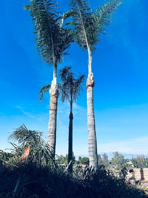 Palm tree pruning - Quick palm tree trim Palm tree pruning - Quick palm tree trim