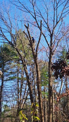 romove trees and grind stumps - working hard, never stop