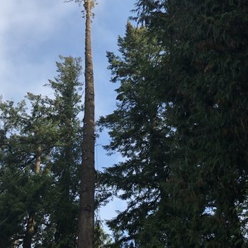 Tree Removal - Are you dealing with overgrown, diseased, or hazardous trees? Our expert team is here to help with safe, efficient, and affordable tree removal services!