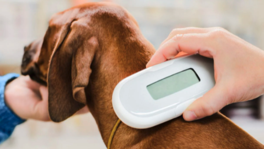 Microchipping - A microchip has a unique ID code that is linked to your pet’s information. It is implanted in the shoulder area of your pet and produces a signal that can be read by a microchip scanner. Your pet’s name, your name, and contact information are attached to the code, and if your furry friend should ever escape the confines of your home, all the rescuer needs to do is take your pet to his or her local vet. The veterinarian can scan the microchip and HomeAgain verifies the number and contacts you, allowing the reunification of scared pet and heartbroken pet owner.

The microchip is no bigger than a grain of rice and is injected into the shoulder in much the same way a vaccination is performed. It only takes a couple of seconds to perform and is done without anesthetic. The chip is permanent and designed to last the life of your pet. It is important, however, that you keep your phone information updated with HomeAgain; it’s not going to help if your pet’s microchip is linked to an invalid phone number. Your pet wants to be home with you, despite its genetic tendency to run wild, and will be heartbroken at never going home again.