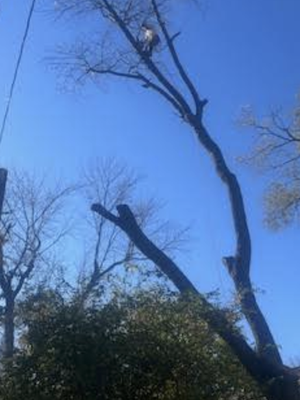 Tree Services - Arch City Tree professionals will go out on a limb for you! No tree is too small or too big for our tree
experts. We will beat any other reputable companies price you have. We specialize in dangerous
trees, and pride ourselves in an excellent cleanup.
