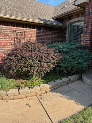 Shrubbery trimming - Trimmed up a couple of shrubs today Shrubbery trimming - Trimmed up a couple of shrubs today