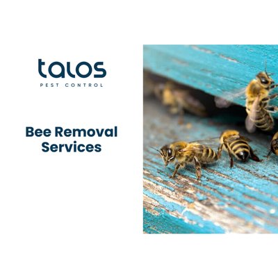 Bee Removal - At Talos Pest Control, we specialize in safe and effective bee removal services throughout San Diego County. Whether you have a hive on your property or a swarm that needs to be relocated, our expert team ensures a humane and eco-friendly approach. We remove bees responsibly while minimizing disruption to your home or business. Contact us today for professional bee removal solutions! Bee Removal - At Talos Pest Control, we specialize in safe and effective bee removal services throughout San Diego County. Whether you have a hive on your property or a swarm that needs to be relocated, our expert team ensures a humane and eco-friendly approach. We remove bees responsibly while minimizing disruption to your home or business. Contact us today for professional bee removal solutions!