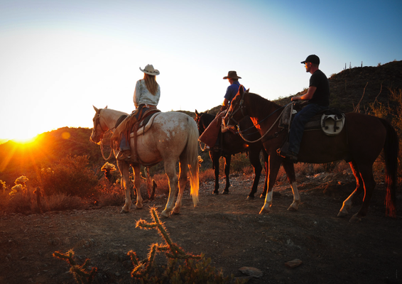 Trail Riding - Call us for details! Trail Riding - Call us for details!