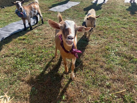 Book a Goat Yoga or Equine Time Session Today! - We are so excited to have you join us on the farm for goat yoga. You're sure to have a lot of fun and laughter. Our goat yoga sessions are conducted outside in the peaceful & picturesque setting of our working family farm just a short drive outside of Nashville. Oh, please stick around and try one of our Equine Time sessions as well. Book a Goat Yoga or Equine Time Session Today! - We are so excited to have you join us on the farm for goat yoga. You're sure to have a lot of fun and laughter. Our goat yoga sessions are conducted outside in the peaceful & picturesque setting of our working family farm just a short drive outside of Nashville. Oh, please stick around and try one of our Equine Time sessions as well.