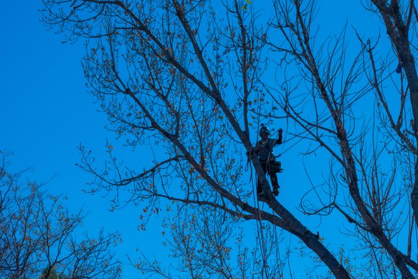 Tree Removal - We offer Safe, Professional, and timely tree removal services. Check out our wonderful portfolio! Tree Removal - We offer Safe, Professional, and timely tree removal services. Check out our wonderful portfolio!