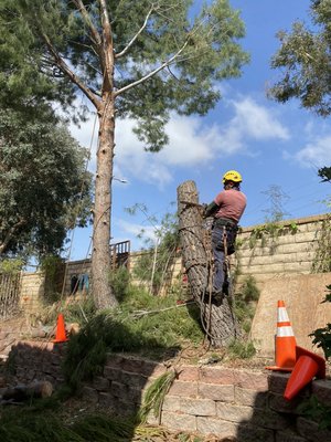 Pine tree removal - Pine tree removal Pine tree removal - Pine tree removal