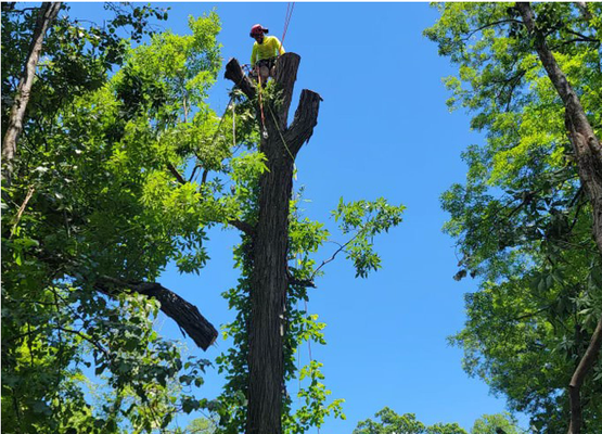 Tree Trimming and removal - Projects of any size Tree Trimming and removal - Projects of any size