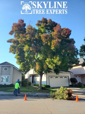 TREE SHAPE RESTORATION - CUSTOMER ASK FOR A NATURAL TREE TRIMMIING TO SHAPE THE TREE AND REDUCE SIZE.