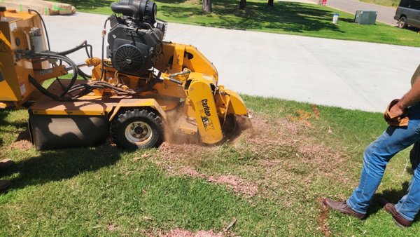 Stump Grinding - Sam and his crew don’t only trim trees they even grind stumps Stump Grinding - Sam and his crew don’t only trim trees they even grind stumps