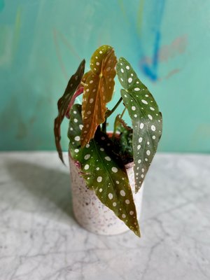 Check the latest restock! - The Tender Gardener is offering FREE contactless delivery in San Francisco, Oakland, Emeryville, Berkeley, Alameda, Albany, and El Cerrito for all purchases $30 or more.  For all other orders, pick up can be arranged in Oakland. The TG greenhouse is now open, book online to visit! 10% of August’s profits will be donated to LYRIC SF. LYRIC’s mission is to build community and inspire positive social change through education enhancement, career trainings, health promotion, and leadership development with LGBTQQ youth, their families, and allies of all races, classes, genders, and abilities.