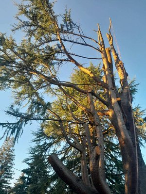 The deodar cedar tree - The tree was a bit difficult because it was spread out in two front yards and the street plus power lines underneath but it took us four days as we are planning. The deodar cedar tree - The tree was a bit difficult because it was spread out in two front yards and the street plus power lines underneath but it took us four days as we are planning.