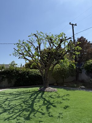 Trimmed Mulberry Tree - Old cut style Mulberry Tree! Client is super happy to be able to enjoy her tree for the summer. Trimmed Mulberry Tree - Old cut style Mulberry Tree! Client is super happy to be able to enjoy her tree for the summer.