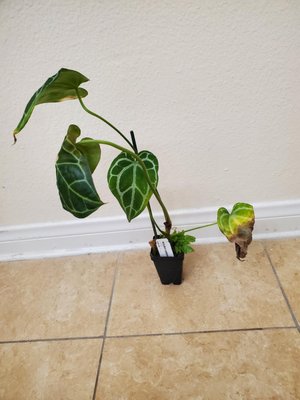 Indoor Plant Cleanup - A client needed to clean up her crystal anthurium because as you can see in the "Before" photo, there are yellow and brown spots, curling leaves, and weeds on the surface of the soil.
In the "After" photo, I trimmed the dead leaf, pulled off brown leaves by the new growth, removed the weeds, wiped down the leaves, and stuck another pole in so they can trail upward. It also needs a repot but since it's Winter, I'm going to wait until Spring to place it in the white pot fully.
Voila! Healthier and happier plant. Indoor Plant Cleanup - A client needed to clean up her crystal anthurium because as you can see in the "Before" photo, there are yellow and brown spots, curling leaves, and weeds on the surface of the soil.
In the "After" photo, I trimmed the dead leaf, pulled off brown leaves by the new growth, removed the weeds, wiped down the leaves, and stuck another pole in so they can trail upward. It also needs a repot but since it's Winter, I'm going to wait until Spring to place it in the white pot fully.
Voila! Healthier and happier plant.