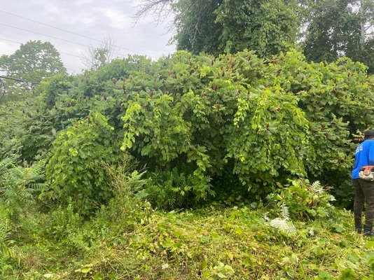 Lot clearing Summer 2022 - We were contacted by the owner of this property due to overgrown trees, vines, weeds, bush that needed clearing to make the property more aesthetically appealing as well as creating a pathway to make it less time consuming and easier to maintain.
