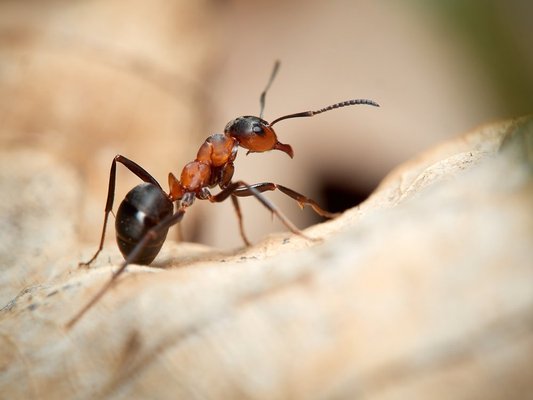 Ant Control - At Simple Pest, we customize every ant control plan to fit your property, your family, and the way you live. Ants are one of the most common and persistent pests any property can face, contaminating food, damaging structures, and colonizing quickly once they find a way inside. In California, common species we encounter include the Argentine ant, Carpenter ant, Odorous House ant, Fire ant, and Pavement ant, each requiring a targeted approach to eliminate the colony at the source. Our proactive, year-round approach keeps you covered before infestations have a chance to take hold, giving homeowners and businesses the peace of mind they deserve.
We offer both eco-friendly organic and synthetic treatment options, so you can choose the solution that aligns with your values and your needs. Every service is built around our Tri-Zone™ Defense, a three-layer protective strategy that works from the outside in. We start at your fence line, move through your yard, and finish at the foundation of your property, targeting colonies, trails, and entry points at every level to stop ants before they ever make it inside.
At Simple Pest, we stand behind every service with our pest free guarantee. If ants return we come back until the problem is fully resolved. That is the Simple Standard and the commitment we make to every customer we serve. Ant Control - At Simple Pest, we customize every ant control plan to fit your property, your family, and the way you live. Ants are one of the most common and persistent pests any property can face, contaminating food, damaging structures, and colonizing quickly once they find a way inside. In California, common species we encounter include the Argentine ant, Carpenter ant, Odorous House ant, Fire ant, and Pavement ant, each requiring a targeted approach to eliminate the colony at the source. Our proactive, year-round approach keeps you covered before infestations have a chance to take hold, giving homeowners and businesses the peace of mind they deserve.
We offer both eco-friendly organic and synthetic treatment options, so you can choose the solution that aligns with your values and your needs. Every service is built around our Tri-Zone™ Defense, a three-layer protective strategy that works from the outside in. We start at your fence line, move through your yard, and finish at the foundation of your property, targeting colonies, trails, and entry points at every level to stop ants before they ever make it inside.
At Simple Pest, we stand behind every service with our pest free guarantee. If ants return we come back until the problem is fully resolved. That is the Simple Standard and the commitment we make to every customer we serve.