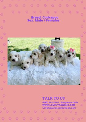 COCKAPOO - 𝐂𝐨𝐜𝐤𝐚𝐩𝐨𝐨
*PLEASE use Reference # when inquiring for a puppy!
-DOB 03/30/2023
-One year warranty
-Contract
-30 days health insurance
-Wellness exam
-Will be UTD shots
-Dewormed COCKAPOO - 𝐂𝐨𝐜𝐤𝐚𝐩𝐨𝐨
*PLEASE use Reference # when inquiring for a puppy!
-DOB 03/30/2023
-One year warranty
-Contract
-30 days health insurance
-Wellness exam
-Will be UTD shots
-Dewormed