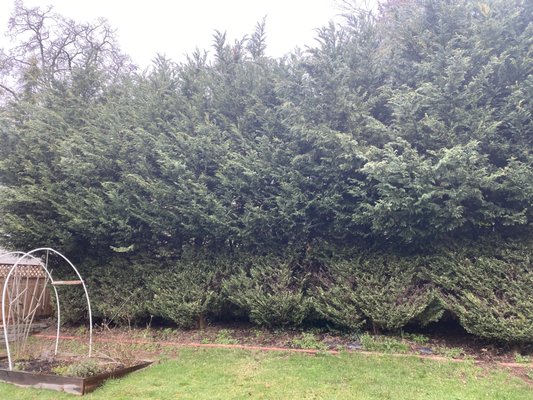 Leyland Cypress Hedge Trimming - Customer needed this Leyland Cypress hedge trim back, topped and have all damaged beaches removed.
Please visit our website to check out all our services or to request a quote.
www.nwpremierservices.com Leyland Cypress Hedge Trimming - Customer needed this Leyland Cypress hedge trim back, topped and have all damaged beaches removed.
Please visit our website to check out all our services or to request a quote.
www.nwpremierservices.com