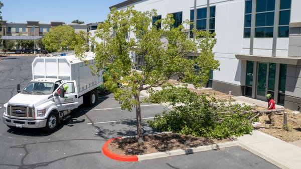 🌳 Tree Removal Services - When a tree becomes hazardous, diseased, or interferes with your property, our tree removal service is here to help. We have the expertise and equipment necessary to safely remove trees of any size, while prioritizing the safety of your property and surrounding landscape. 🌳 Tree Removal Services - When a tree becomes hazardous, diseased, or interferes with your property, our tree removal service is here to help. We have the expertise and equipment necessary to safely remove trees of any size, while prioritizing the safety of your property and surrounding landscape.