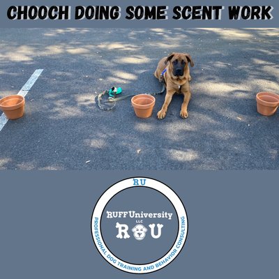 Scent Work with Chooch - Building a great relationship based on positive reinforcement and trust will result in much more than just basic cues. Scent Work with Chooch - Building a great relationship based on positive reinforcement and trust will result in much more than just basic cues.