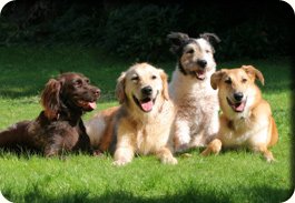 Obedience Training & Behavior Modification - Certified professional dog training and behavior specialists specializing in fear/anxiety based reactivity & aggression issue. Proven results since 2008 Obedience Training & Behavior Modification - Certified professional dog training and behavior specialists specializing in fear/anxiety based reactivity & aggression issue. Proven results since 2008