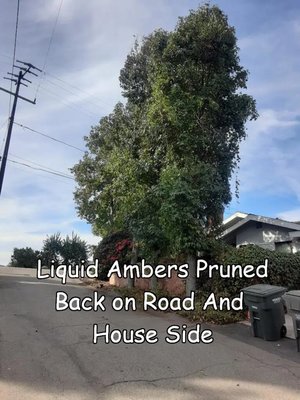 Tree Pruning Services - At Andy’s Tree Service, we bring over 30 years of experience to the art and science of tree pruning. Our team ensures your trees are safe and well-structured while allowing them to grow naturally and beautifully.
Proper pruning isn’t just about aesthetics—it’s about safety and sustainability. We specialize in reducing the weight of heavy branches, particularly in larger trees, to prevent structural issues and potential hazards. If you have concerns about your trees being overgrown or top-heavy, we’ll expertly restructure them to ensure their longevity and safety.
Our approach is like that of a sculptor, uncovering the tree's natural beauty while enhancing its health and stability. Through careful pruning, we reveal the true form of the tree, creating a balance between functionality and elegance.
Homeowners with large trees often worry about the risk of branches falling on their property or loved ones. Our pruning techniques not only alleviate these concerns but also leave your trees looking stunning and capable of supporting their weight—even if they are massive.
Take advantage of our FREE consultation to assess your trees and discover how proper pruning can enhance your yard. Our team works with care and precision, leaving your property better than when we arrived.
Let Andy’s Tree Service shape your trees into healthier, safer, and more beautiful versions of themselves. Tree Pruning Services - At Andy’s Tree Service, we bring over 30 years of experience to the art and science of tree pruning. Our team ensures your trees are safe and well-structured while allowing them to grow naturally and beautifully.
Proper pruning isn’t just about aesthetics—it’s about safety and sustainability. We specialize in reducing the weight of heavy branches, particularly in larger trees, to prevent structural issues and potential hazards. If you have concerns about your trees being overgrown or top-heavy, we’ll expertly restructure them to ensure their longevity and safety.
Our approach is like that of a sculptor, uncovering the tree's natural beauty while enhancing its health and stability. Through careful pruning, we reveal the true form of the tree, creating a balance between functionality and elegance.
Homeowners with large trees often worry about the risk of branches falling on their property or loved ones. Our pruning techniques not only alleviate these concerns but also leave your trees looking stunning and capable of supporting their weight—even if they are massive.
Take advantage of our FREE consultation to assess your trees and discover how proper pruning can enhance your yard. Our team works with care and precision, leaving your property better than when we arrived.
Let Andy’s Tree Service shape your trees into healthier, safer, and more beautiful versions of themselves.
