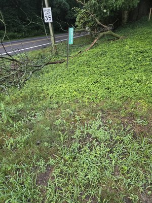 Tree removal - Thank you Roc for choosing top tier!