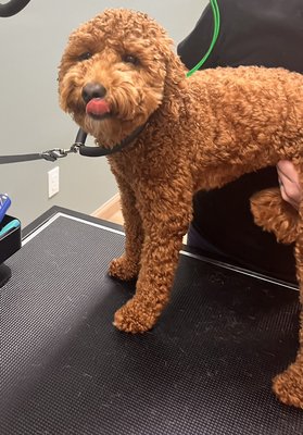 Our grooming is unique and covers all health aspects - Give us a call today at 772-600-7849 or visit our website at www.topdoghygiene.com. We can’t wait to meet you and the pup! Our grooming is unique and covers all health aspects - Give us a call today at 772-600-7849 or visit our website at www.topdoghygiene.com. We can’t wait to meet you and the pup!