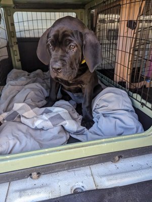 Pet Transportation - Let us transport your pets , take them to appointments and make sure their roundtrip ride is safe as possible !