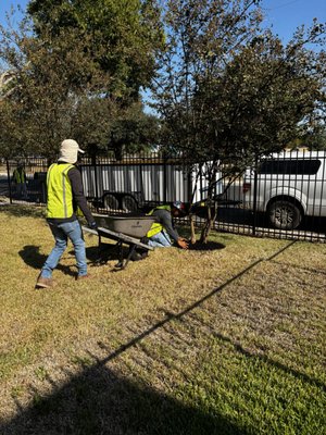 Mulch Installation - We installed several yards of blacked dyed mulch at the base of these crape myrtles trees. Mulch helps protect tree roots from open exposure, at the same allowing oxygen to reach the roots. Mulch also helps in preventing weeds. The contrast of the colors gives it great aesthetic look. Mulch Installation - We installed several yards of blacked dyed mulch at the base of these crape myrtles trees. Mulch helps protect tree roots from open exposure, at the same allowing oxygen to reach the roots. Mulch also helps in preventing weeds. The contrast of the colors gives it great aesthetic look.