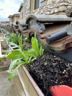 Gutter cleaning - Customer had backed up gutters from dirt and grim from years of not getting them cleaned regularly. Here you will see the before and after cleaning. This is the work that we do and if you have gutters have weeds and are overflowing due to backed up drains, give us a call for a free estimate. Gutter cleaning - Customer had backed up gutters from dirt and grim from years of not getting them cleaned regularly. Here you will see the before and after cleaning. This is the work that we do and if you have gutters have weeds and are overflowing due to backed up drains, give us a call for a free estimate.