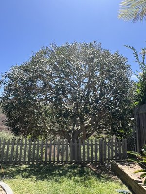 Ficus Tree - This mature FICUS tree had become extremely dense and overgrown, creating a heavy canopy that obscured its beautiful trunk structure and limited light penetration.  Our crew carefully thinned, laced, shaped, and deadwooded the tree throughout the canopy, reducing excess weight while preserving its natural form.  The result is a healthier, more balanced tree with improved airflow, enhanced structure, and a much cleaner, more aesthetically pleasing appearance.  The transformation highlights the tree’s impressive architecture while maintaining privacy and curb appeal!