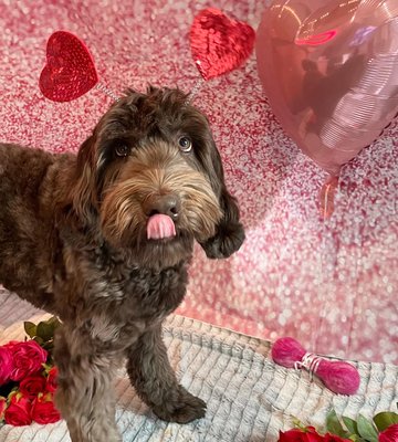 Photo Days! - Each month, we host several meet-ups, craft days, and photo shoots for your pup to participate in!