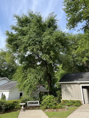 Water oak removal and trimming - We removed one water oak that was rotten and dying back. Also raised the canopies on all the oaks around the home. Water oak removal and trimming - We removed one water oak that was rotten and dying back. Also raised the canopies on all the oaks around the home.