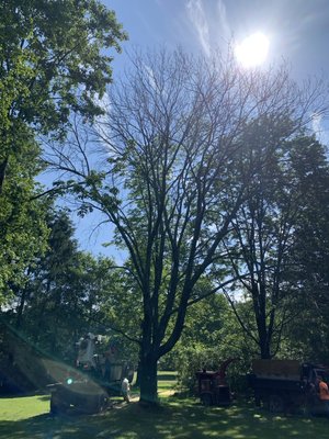 Dead tree removal - Big dead ash tree removal full clean up and stump ground