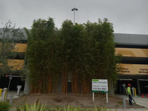 Skyline.R Tree Service. - We used an extender to top and level down these bamboos. Costumer wanted them topped down 6 to 7 ft. All branches and debris were chipped down and hauled away by us. Costumer was satisfied with our work.
